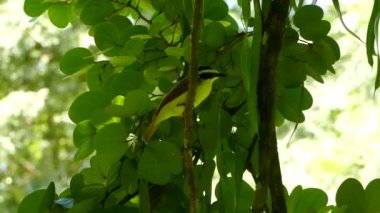 Tight and wide shot of great kiskadee bird perched in evergreen tree