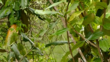 Hızlı hareket ederken küçük meyvelerle beslenen sarı zeytin sineği avcısı kuş.