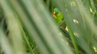 Kısmen saklanmış papağan kuşu. Rüzgâr, yumuşak bir şekilde palmiye ağacına esiyor.