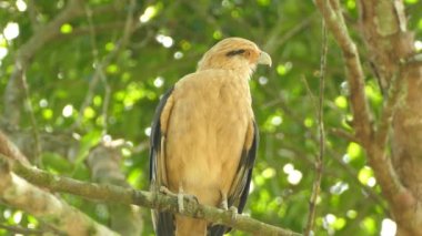 Kalkmadan önce dalın üzerinde duran yırtıcı kuşun yakın görüntüsü