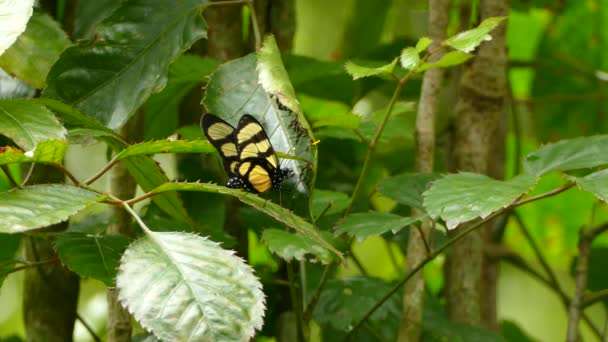 Schmetterling Hockt Auf Blatt Mit Mehreren Wanzen Verschwommen Hintergrund — Stockvideo