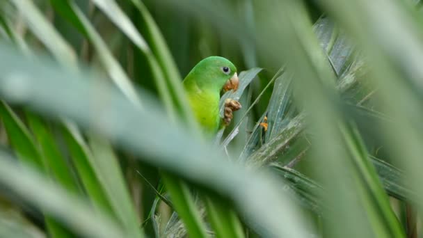 Perruche Orange Très Habile Contenant Nourriture Griffes Perroquet — Video