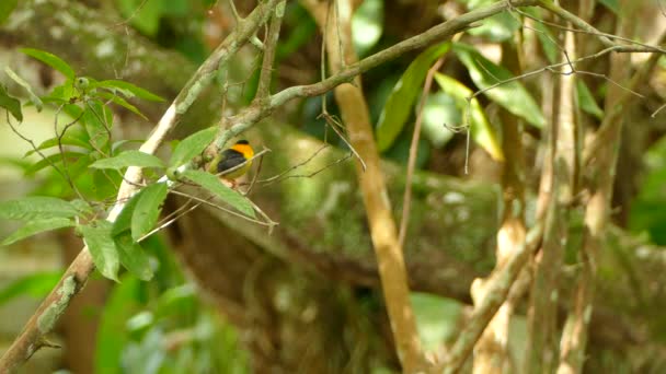 Tři Záběry Ptáka Manakinského Panamě Stojící Zataženém Slunci — Stock video