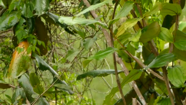 Flycatcher Amarelo Oliva Pássaro Alimentando Frutas Minúsculas Enquanto Move Rapidamente — Vídeo de Stock
