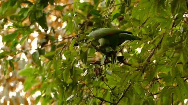 Beautiful Green Mealy Parrot Taking Flying Away Small Branch — Stock Video