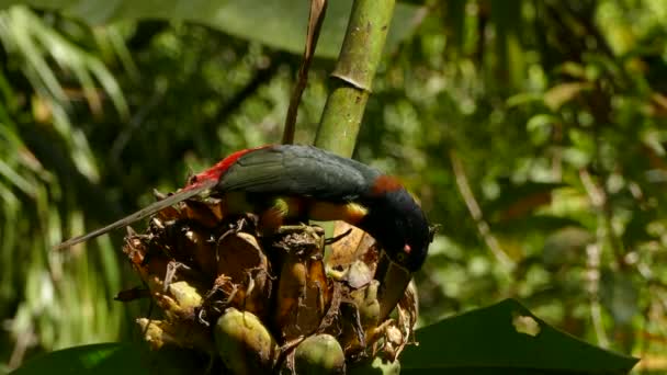Närbild Krage Aracari Toucan Med Slående Färger Medan Matning — Stockvideo