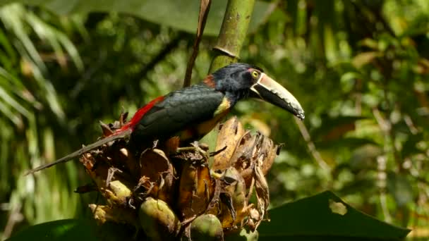 Impressionante Exótico Olhar Tucano Alternando Lados Floresta Tropical Com Alto — Vídeo de Stock