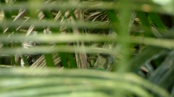 Groene Papegaai Landt Tijdelijk Tak Met Groot Oranje Fruit Klauwen — Stockvideo