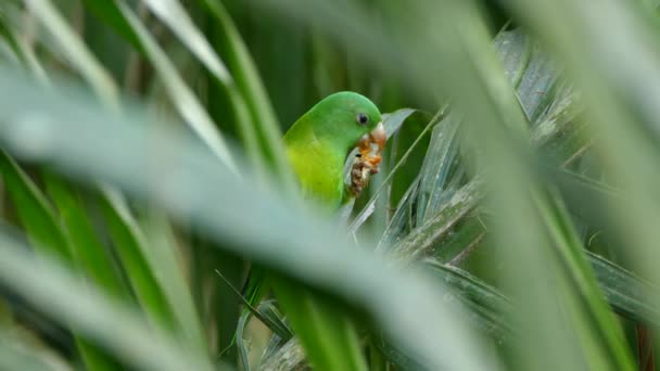 Ostry Widok Papugi Jedzącej Włókniste Owoce Pomarańczy Wiatrem Wiejącym Liściach — Wideo stockowe