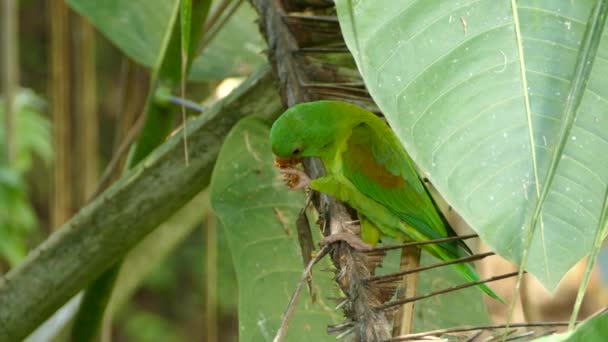 Vista Clara Hermosa Pequeña Papagayo Alimentándose Naturaleza Bajo Luz Del — Vídeo de stock