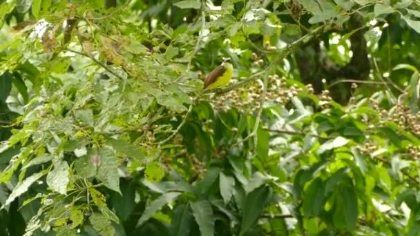 Forêt Tropicale Sauvage Ensoleillée Feuilles Persistantes Avec Oiseau Kiskadee Regardant — Video