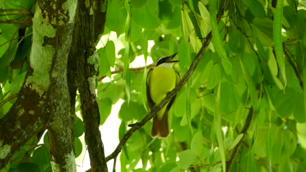 Gran Kiskadee Pájaro Tropical Haciendo Fuerte Sonido Claro Durante Vocalización — Vídeo de stock