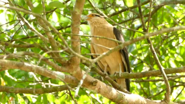 Close Caracara Cabeça Amarela Empoleirado Sob Sol Brilhante Panamá — Vídeo de Stock