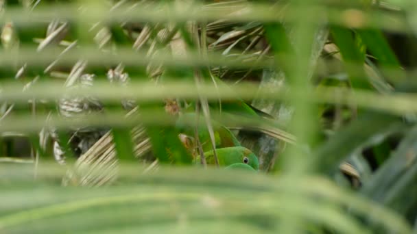Group Small Parrots Partially Hidden Palm Tree Leaves Eat Together — Stock Video