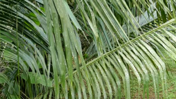Kleine Papegaai Camoufleert Grote Palmboom Het Wild Zuid Amerika — Stockvideo