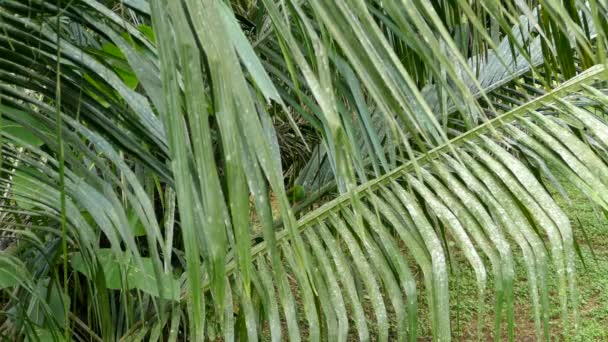 Petit perroquet camouflé dans un grand palmier sauvage en Amérique du Sud 