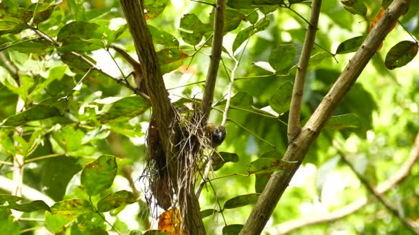 Pair Birds Buff Throated Saltator Feeding Frenzy Ants — Stock Video