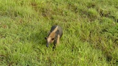 Kuzey Tamandua 'nın çifte görüntüsü. Kameraya doğru yürüyor.