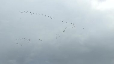 Bulutlu gökyüzünde uçan büyük ahşap leylek kuşlarının 'V' formasyonu.