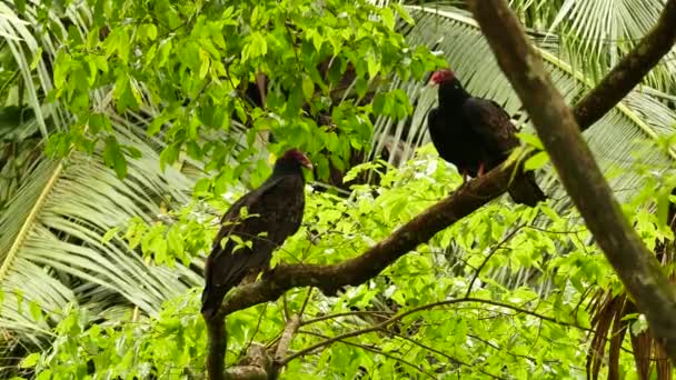 Pair Turkey Vulture Cathartes Aura Palm Tree Background — Stock Video