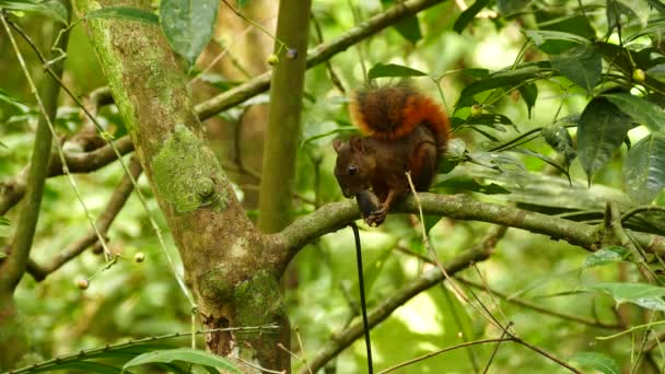 Scoiattolo Marrone Che Mangia Noci Ramo Della Foresta Pluviale — Video Stock