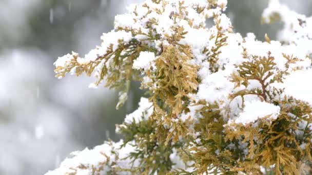 Nieve Acumulándose Rama Pino Invierno América Del Norte — Vídeos de Stock