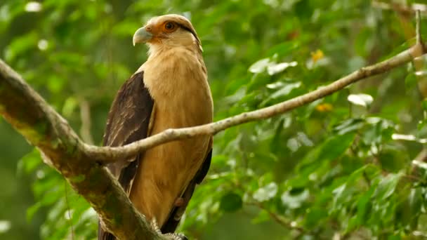 Gul Caracara Milvago Chimachima Med Saknade Ben Trädet — Stockvideo