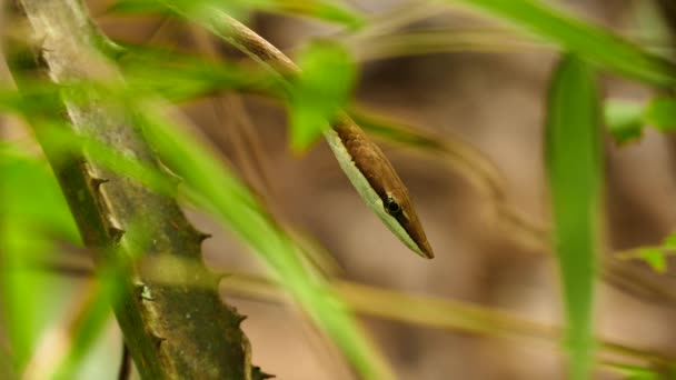 Hnědý Vinesnake Oxybelis Aeneus Nízkém Stromě Zelenými Listy — Stock video