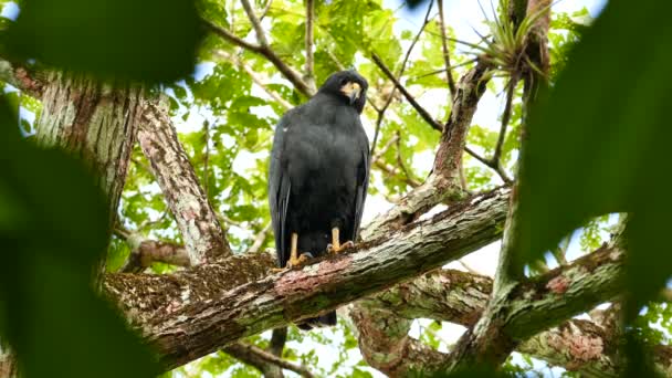 普通黑鹰通过模糊的树叶摇头拍摄 — 图库视频影像