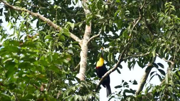 Swainson Toucanja Magasabb Ágakra Ugrik Leveleket Hordozó Hangyákon Keresztül — Stock videók