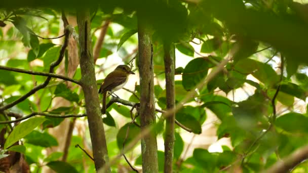 Bright Rumped Attila Attila Spadiceus Neergestreken Langzaam Bewegende Tak — Stockvideo