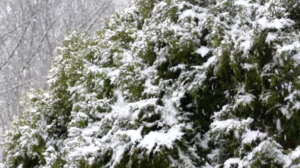 Arbusto Cedro Con Bosque Borroso Fondo Día Nevado — Vídeos de Stock