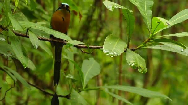 Blauhauben Motmot Auf Langsamem Ast Üppigen Regenwald — Stockvideo