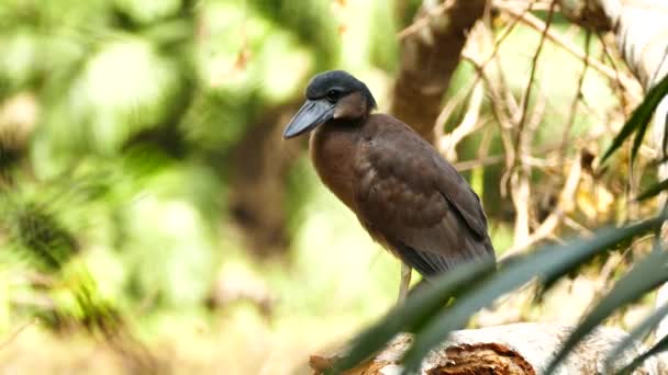 Barco Billed Heron Mostrando Veias Enquanto Bocejando Vento Leve — Vídeo de Stock