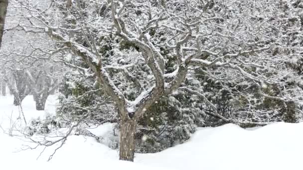 Jardin naturel en hiver avec arbres et belles chutes de neige 