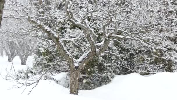 Natuurlijke Tuin Winter Met Bomen Prachtige Sneeuwval — Stockvideo