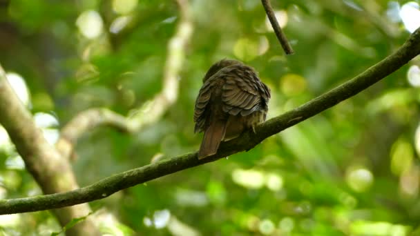 Oiseau gonflé moustachu blanc regardant la caméra alors qu'il était perché 