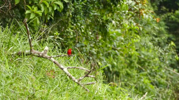 Tangara Été Oiseau Rouge Attrape Mouches Perchés Sur Même Branche — Video