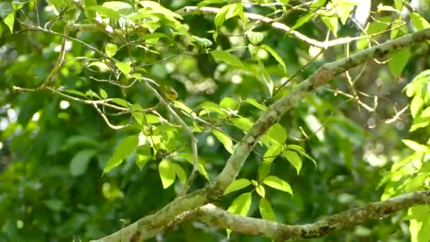 Wind Bläst Durch Baum Mit Sonnenschein Und Kleinen Gelben Vögeln — Stockvideo