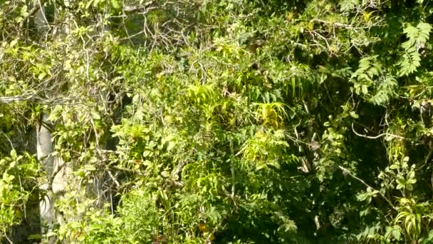 Iguana Grimpant Arbre Dans Végétation Dense Soleil Amérique Sud — Video