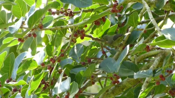 Dubbel Skott Palm Tanager Träd Med Medelstora Röda Frukter — Stockvideo