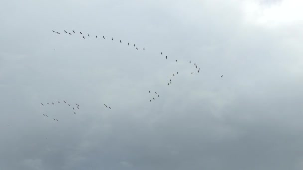 Bulutlu Gökyüzünde Uçan Büyük Ahşap Leylek Kuşlarının Formasyonu — Stok video