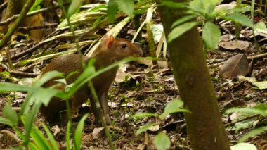 Orta Amerika 'da Agouti Dasyprocta Punctata yiyip içip ormanda yürüyor.