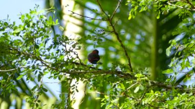 Büyük bir palmiye yaprağının önünde duran koyu kırmızı kuş.