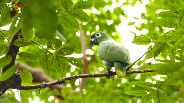 Mealy Parrot Amazona Farinosa在树枝上缓慢地横向移动 — 图库视频影像