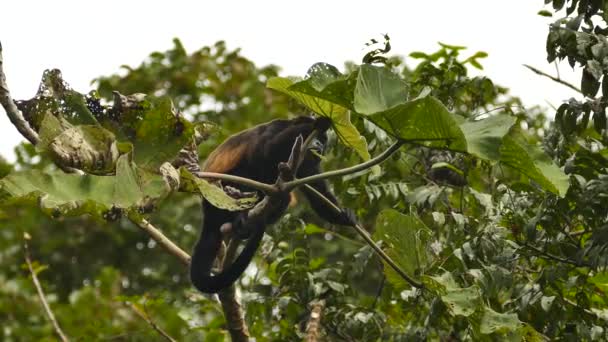 Mono Aullador Manto Allouatta Palliata Masticando Hojas Grandes — Vídeos de Stock