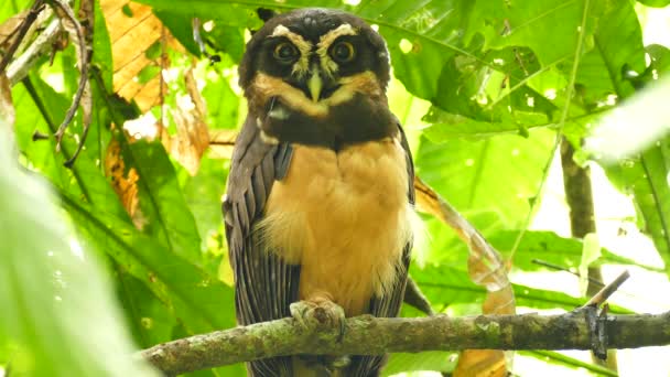 Приголомшена Owl Pulsatrix Perspicillata Закривається Відкриває Очі — стокове відео