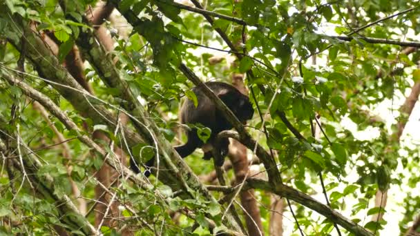 Mantled Howler Monkey Allouatta Palliata Descendre Branche Dans Jungle — Video