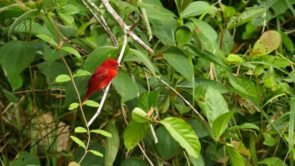 Summer Tanager Piranga Rubra Сидела Небольшой Ветке — стоковое видео