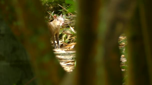 Centroamérica Agouti Visto Entre Tronco Árbol Bajo Sol Brillante — Vídeos de Stock